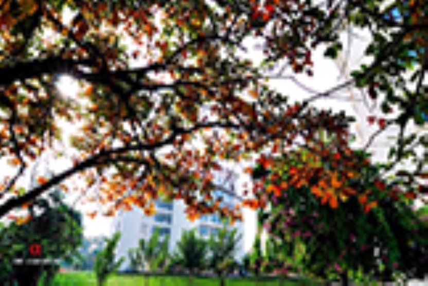 Thông tư ban hành Quy định về Quy trình và chu kỳ kiểm định chất lượng chương trình đào tạo của các trường đại học, cao đẳng và trung cấp chuyên nghiệp