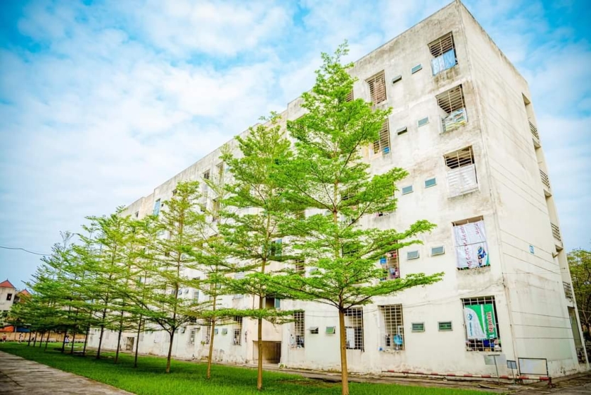 Cánh rừng bạch đàn mang tên một mái trường